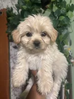 Max, a male Yorkipoo for sale in Los Angeles, CA – 3 of 4