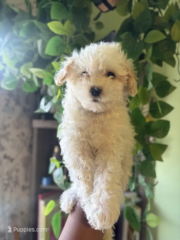 Molly – Maltipoo puppy for sale in Los Angeles, CA