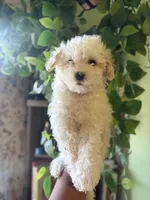 Molly, a male Maltipoo for sale in Los Angeles, CA – 1 of 4