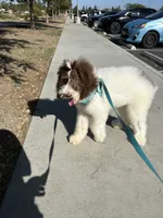 Horse, a male Poodle - Standard  for sale in Los Angeles, CA – 4 of 8