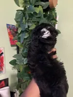 Jack , a male Yorkipoo for sale in Los Angeles, CA – 4 of 4