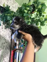 Mamas, a female Yorkipoo for sale in Los Angeles, CA – 4 of 9