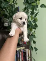 Shy , a female Maltipoo for sale in Los Angeles, CA – Photo 2 of 6