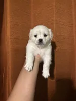 Shy , a female Maltipoo for sale in Los Angeles, CA – Photo 3 of 6