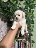 Shy , a female Maltipoo for sale in Los Angeles, CA – Photo 6 of 6