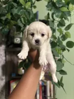 Shy , a female Maltipoo for sale in Los Angeles, CA – Photo 5 of 6