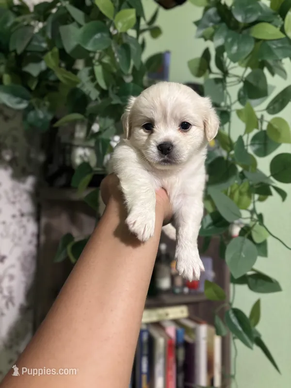 Shy  – Maltipoo puppy for sale in Los Angeles, CA