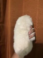 Shy , a female Maltipoo for sale in Los Angeles, CA – Photo 4 of 6