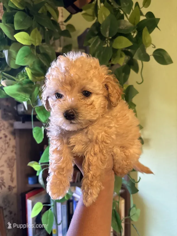 Bear – Maltipoo puppy for sale in Los Angeles, CA