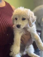 Kona, a male Maltipoo for sale in Los Angeles, CA – 2 of 4