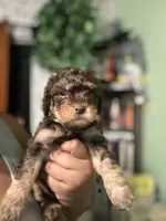 Lime 🍋‍🟩 , a male Maltipoo for sale in Los Angeles, CA – 3 of 4