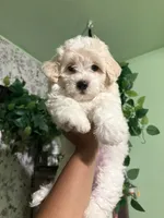 Sweet Potato, a male Maltese for sale in Los Angeles, CA – 4 of 5