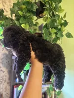 Luther, a male Maltipoo for sale in Los Angeles, CA – 2 of 3