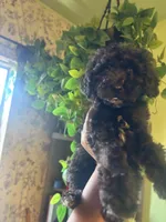Panther , a male Miniature Goldendoodle for sale in Los Angeles, CA – 3 of 5