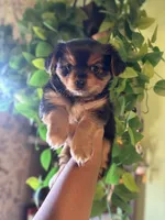 Ray, a male Yorkipoo for sale in Los Angeles, CA – 3 of 4