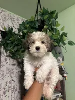 Snoopy, a male Maltipoo for sale in Los Angeles, CA – 2 of 6