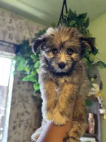 Storm, a male Pomsky for sale in Los Angeles, CA – 4 of 6