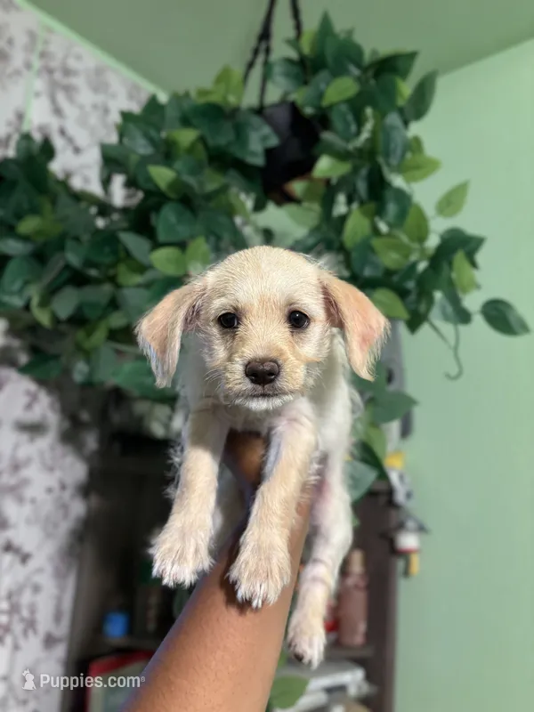 Cena – Chipoo puppy for sale in Los Angeles, CA