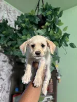 Cena, a female Chipoo for sale in Los Angeles, CA – 1 of 7