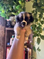 Lexie , a female Maltese and Yorkshire Terrier for sale in Los Angeles, CA – Photo 2 of 2