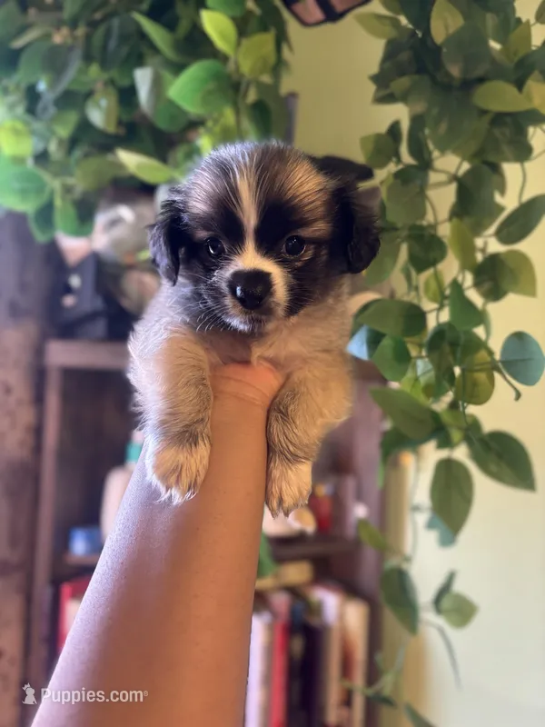 Lexie  – Maltese, Yorkshire Terrier puppy for sale in Los Angeles, CA