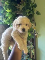 Fin, a male Maltipoo for sale in Los Angeles, CA – 2 of 3