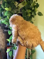 Bear, a male Maltipoo for sale in Los Angeles, CA – 4 of 4