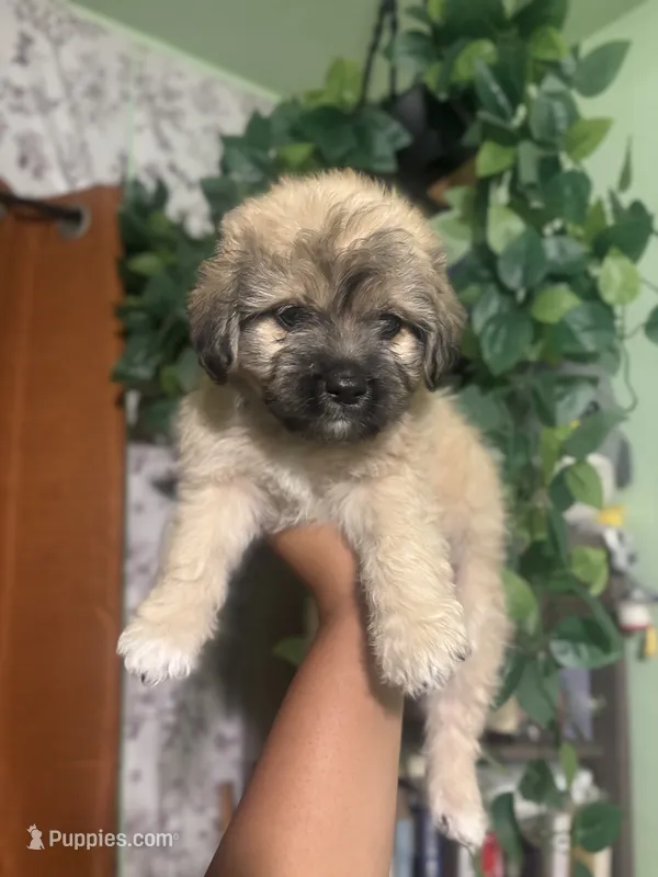 Rocky  – Yorkipoo puppy for sale in Los Angeles, CA