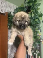 Rocky , a male Yorkipoo for sale in Los Angeles, CA – 1 of 5