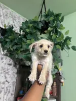 Cena, a female Chipoo for sale in Los Angeles, CA – 2 of 7