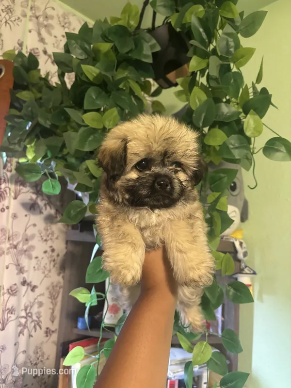 Mixie – Yorkipoo puppy for sale in Los Angeles, CA