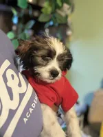 Jack, a male Maltipoo and Chihuahua for sale in Los Angeles, CA – 7 of 10