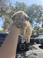 Brownie, a female Yorkipoo for sale in Los Angeles, CA – 7 of 8