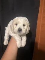 Bear, a male Maltipoo for sale in Los Angeles, CA – 1 of 3