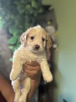 Green Bean, a male Maltipoo for sale in Los Angeles, CA – 3 of 5