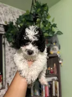 Oreo, a male Maltipoo for sale in Los Angeles, CA – 3 of 5