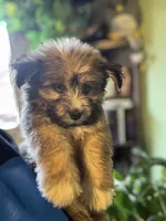 Storm, a male Pomsky for sale in Los Angeles, CA – 2 of 6