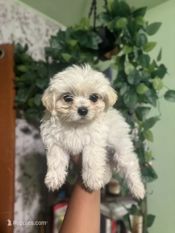 Misty – Yorkipoo puppy for sale in Los Angeles, CA