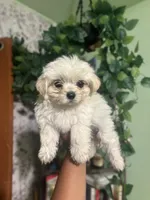 Misty, a female Yorkipoo for sale in Los Angeles, CA – 1 of 3