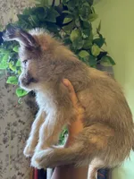 Onyx, a male Pomsky for sale in Los Angeles, CA – 5 of 6