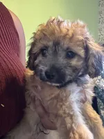 Kai, a male Maltipoo for sale in Los Angeles, CA – 4 of 6