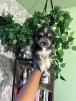 Mamas, a female Yorkipoo for sale in Los Angeles, CA – 3 of 9