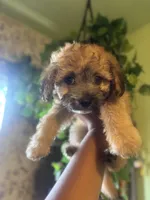 Kai, a male Maltipoo for sale in Los Angeles, CA – 6 of 6