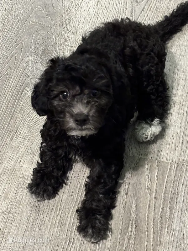 Lia – Maltipoo puppy for sale in Los Angeles, CA