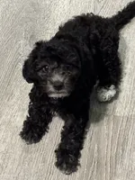 Lia, a female Maltipoo for sale in Los Angeles, CA – 1 of 4