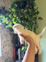 Lighting , a male Jack Russell Terrier and Chihuahua for sale in Los Angeles, CA – 5 of 5