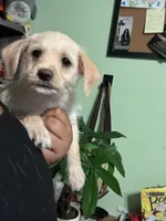 Cena, a female Chipoo for sale in Los Angeles, CA – 3 of 7
