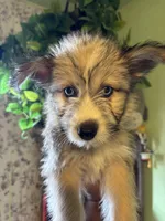 Onyx, a male Pomsky for sale in Los Angeles, CA – 2 of 6