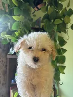 Molly, a male Maltipoo for sale in Los Angeles, CA – 4 of 4