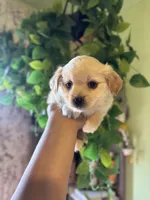 Willard, a male Maltipoo for sale in Los Angeles, CA – 2 of 5